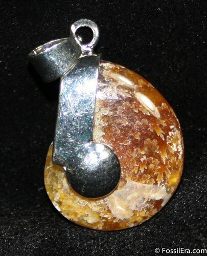 Whole Polished Ammonite Pendant #1204